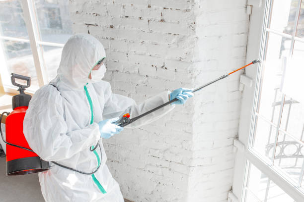 Why You Should Choose Our Mold Remediation Services in Clayton, OH