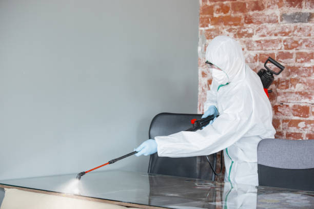 Best Basement Mold Removal  in Clayton, OH